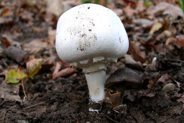 Volvariella  terrea  sp.nov.